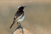 Skaliarik sivohlavý - Oenanthe moesta - Red-rumped Wheatear