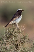 Skaliarik sivohlavý - Oenanthe moesta - Red-rumped Wheatear