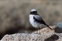 Skaliarik čiernohrdlý - Oenanthe seebohmi - Seebohm´s Wheatear
