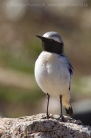 Skaliarik čiernohrdlý - Oenanthe seebohmi - Seebohm´s Wheatear