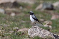 Skaliarik čiernohrdlý - Oenanthe seebohmi - Seebohm´s Wheatear
