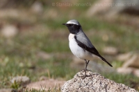 Skaliarik čiernohrdlý - Oenanthe seebohmi - Seebohm´s Wheatear