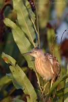 Bučiačik žltohnedý - Yellow Bittern