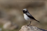 Skaliarik čiernohrdlý - Oenanthe seebohmi - Seebohm´s Wheatear