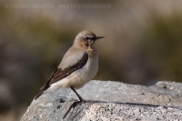 Skaliarik čiernohrdlý - Oenanthe seebohmi - Seebohm´s Wheatear