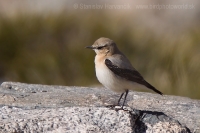 Skaliarik čiernohrdlý - Oenanthe seebohmi - Seebohm´s Wheatear