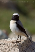Skaliarik čiernohrdlý - Oenanthe seebohmi - Seebohm´s Wheatear