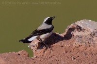 Skaliarik čiernohrdlý - Oenanthe seebohmi - Seebohm´s Wheatear