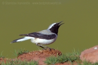 Skaliarik čiernohrdlý - Oenanthe seebohmi - Seebohm´s Wheatear