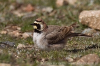 Uškárik vrchovský - Eremophila alpestris - Horned Lark