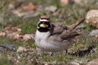 Uškárik vrchovský - Eremophila alpestris - Horned Lark