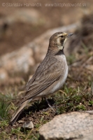 Uškárik vrchovský - Eremophila alpestris - Horned Lark