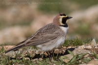 Uškárik vrchovský - Eremophila alpestris - Horned Lark