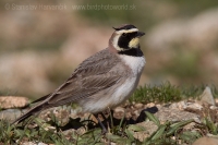 Uškárik vrchovský - Eremophila alpestris - Horned Lark