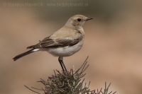 Skaliarik púšťový - Oenanthe deserti - Desert Wheatear