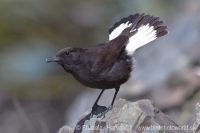 Skaliarik bielochvostý - Oenanthe leucura - Black Wheatear