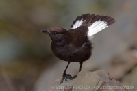 Skaliarik bielochvostý - Oenanthe leucura - Black Wheatear