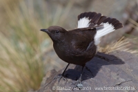 Skaliarik bielochvostý - Oenanthe leucura - Black Wheatear