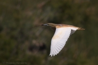 Čaplička vlasatá - Squacco Heron