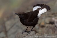 Skaliarik bielochvostý - Oenanthe leucura - Black Wheatear