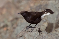 Skaliarik bielochvostý - Oenanthe leucura - Black Wheatear