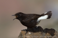 Skaliarik bielochvostý - Oenanthe leucura - Black Wheatear