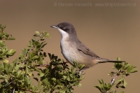 Penica záhradná - Sylvia hortensis - Western Orphean Warbler