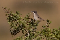 Penica záhradná - Sylvia hortensis - Western Orphean Warbler