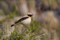 Skaliarik okrový - Oenanthe hispanica - Black-eared Wheatear