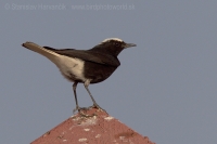 Skaliarik čiapočkatý - Oenanthe leucopyga - White-crowned Wheatear