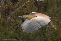 Čaplička vlasatá - Squacco Heron