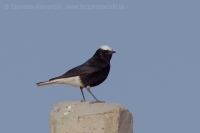 Skaliarik čiapočkatý - Oenanthe leucopyga - White-crowned Wheatear
