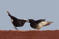 Skaliarik čiapočkatý - Oenanthe leucopyga - White-crowned Wheatear