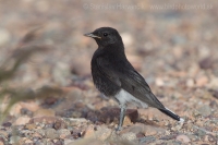 Skaliarik čiapočkatý - Oenanthe leucopyga - White-crowned Wheatear