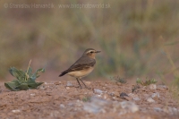 Skaliarik sivý - Oenanthe oenanthe - Northern Wheatear