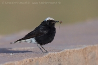 Skaliarik čiapočkatý - Oenanthe leucopyga - White-crowned Wheatear