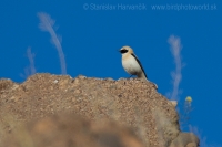 Skaliarik okrový - Oenanthe hispanica - Black-eared Wheatear