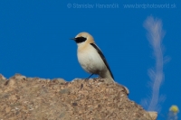 Skaliarik okrový - Oenanthe hispanica - Black-eared Wheatear