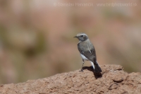 Skaliarik africký - Oenanthe halophila - Maghreb Wheatear