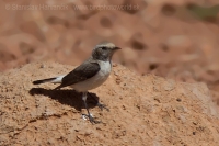 Skaliarik africký - Oenanthe halophila - Maghreb Wheatear