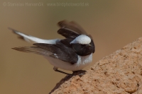 Skaliarik africký - Oenanthe halophila - Maghreb Wheatear