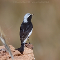 Skaliarik africký - Oenanthe halophila - Maghreb Wheatear