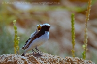 Skaliarik africký - Oenanthe halophila - Maghreb Wheatear