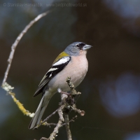 Pinka africká - Fringilla (c.) africana - African Chaffinch