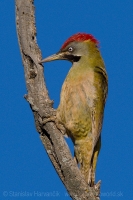 Žlna čiernofúza - Picus vaillantii - Levaillant´s Green Woodpecker