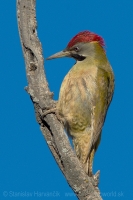 Žlna čiernofúza - Picus vaillantii - Levaillant´s Green Woodpecker