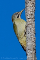 Žlna čiernofúza - Picus vaillantii - Levaillant´s Green Woodpecker