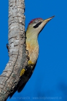 Žlna čiernofúza - Picus vaillantii - Levaillant´s Green Woodpecker
