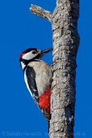Ďateľ veľký - Dendrocopos major lynesi - Great Spotted Woodpecker
