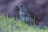 Drozd trskotavý - Turdus viscivorus - Mistle Thrush
